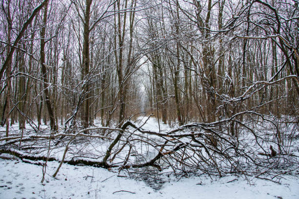 Winter landscape with falling snow. Snow forest, snow is falling. Christmas Winter New Year background magnificent scenery. Cold temperature