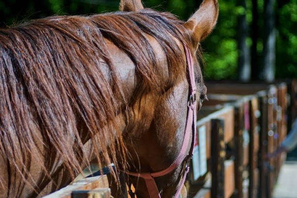 istock Brown horse in the paddock. The animal in the oopark. Captivity. 1299253680