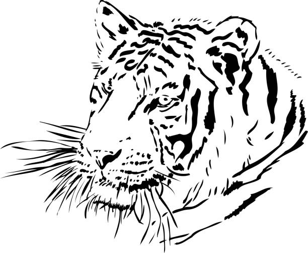 bildbanksillustrationer, clip art samt tecknat material och ikoner med tigerporträtt i svarta linjer - sumatratiger