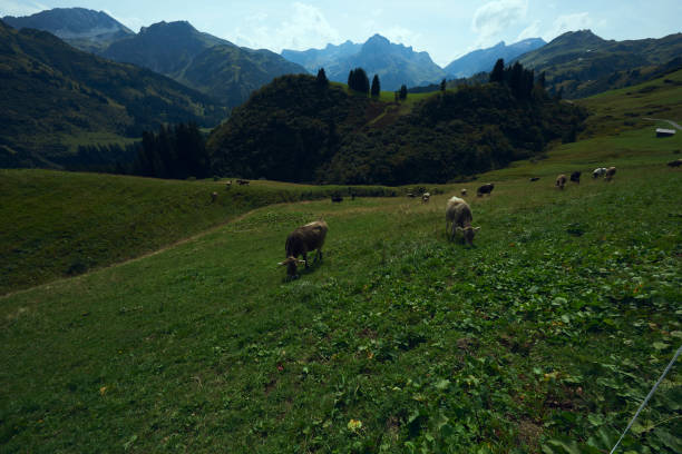 istock Cows in the Mountains of Nature 1299255167