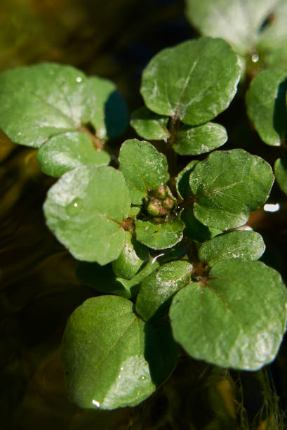 istock Nasturtium officinale plants close up 1299255252