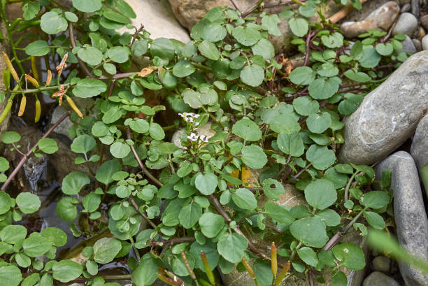 nasturtium officinale plantas de perto - agrião - fotografias e filmes do acervo