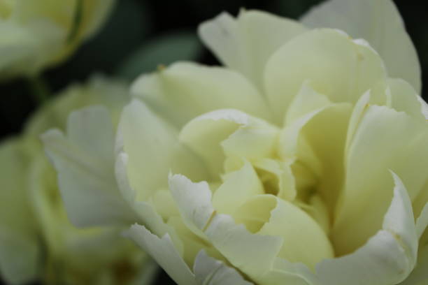 istock White tulip field - Smooth tulips and parrot 1299256201