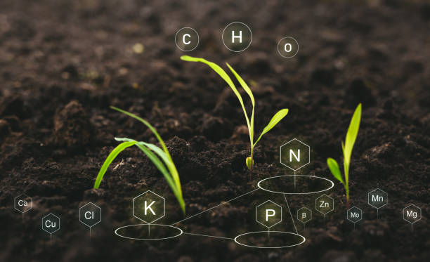 role of nutrients in plant life for development. soil with digital mineral nutrients icon. - the natural world plant attribute natural phenomenon mineral imagens e fotografias de stock