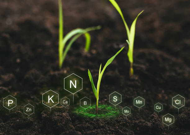 role of nutrients in plant life for development. soil with digital mineral nutrients icon. - the natural world plant attribute natural phenomenon mineral imagens e fotografias de stock