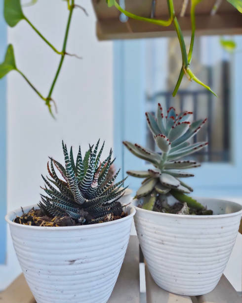 istock Breeding green plants on top of white pots 1299258939