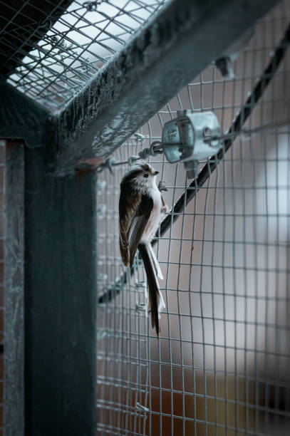 istock Photos of small birds 1299259155
