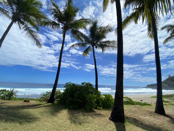 istock Palm trees on Grande Anse beahc in Reunion island 1299259427