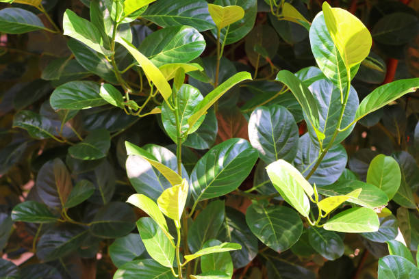 istock Leaves Of Jackfruit 1299260444