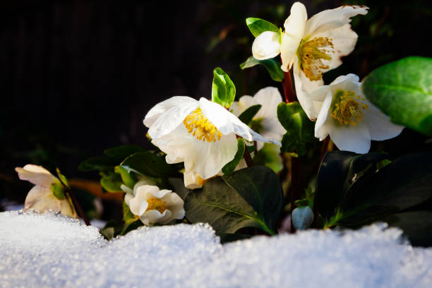 Christmas rose, Helleborus niger in the snow Christmas rose, Helleborus niger in the snow black hellebore stock pictures, royalty-free photos & images