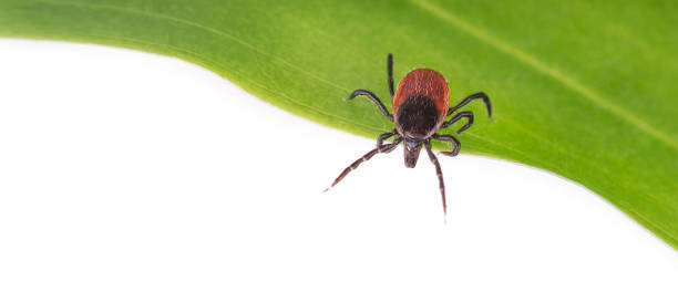 Deer tick parasite waiting on green leaf on panoramic white background. Ixodes ricinus Attention! Nature danger. Tick-borne diseases transmission prevention. Encephalitis, Lyme borreliosis or babesiosis warning. deer tick arachnid photos stock pictures, royalty-free photos & images