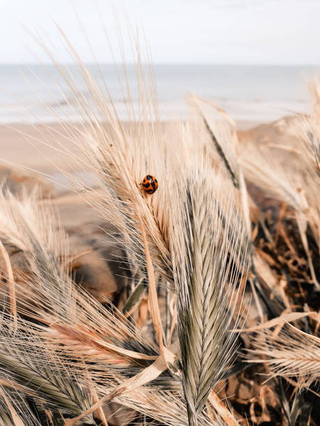 Ladybird at the beach Ladybird at the beach boho photos stock pictures, royalty-free photos & images