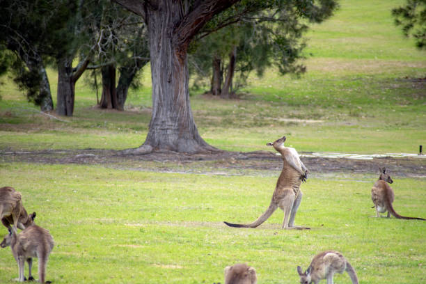 istock Eastern grey kangaroos grazing on green grass (scientific name macropus giganteus giganteus) 1299263480