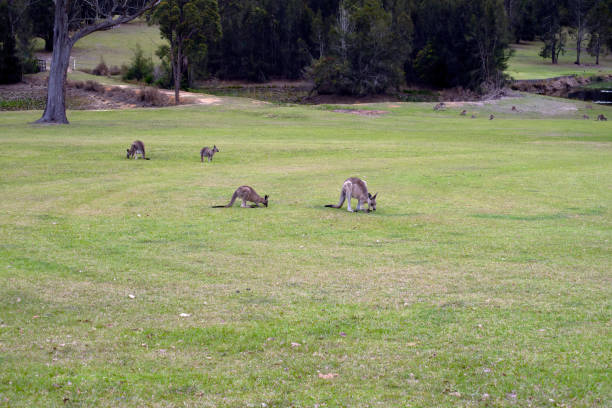 istock Eastern grey kangaroos grazing on green grass (scientific name Macropus giganteus giganteus) 1299264279