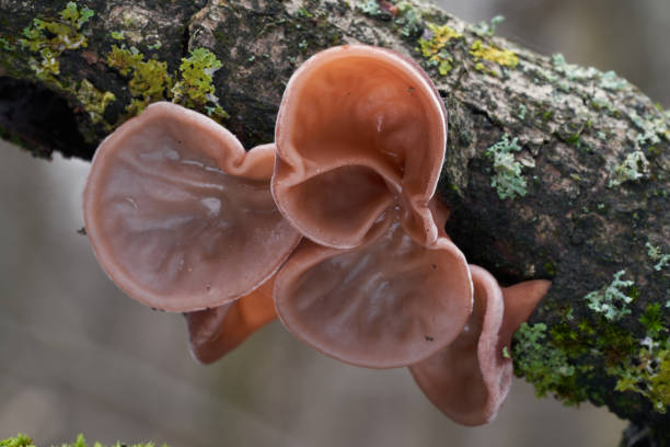 범람원 숲에서 식용 버섯 오리큘라 주대. 유대인의 귀, 나무 귀, 검은 곰팡이 또는 젤리 귀로 알려져 있습니다. 나무에�서 자라는 야생 버섯. - moss fungus mushroom plant 뉴스 사진 이미지