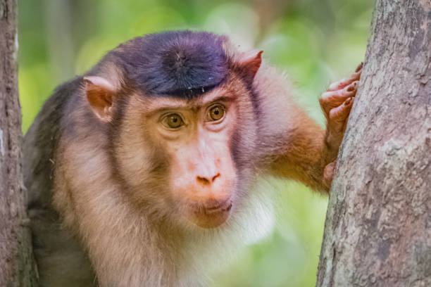 monkey or wild southern pig-tailed macaque (macaca nemestrina) - orangutan ape endangered species zoo imagens e fotografias de stock