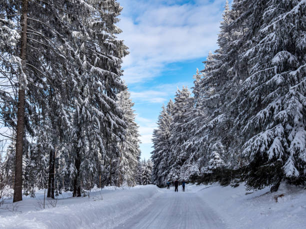 istock Winter forest in the Ore Mountains in Saxony 1299267818