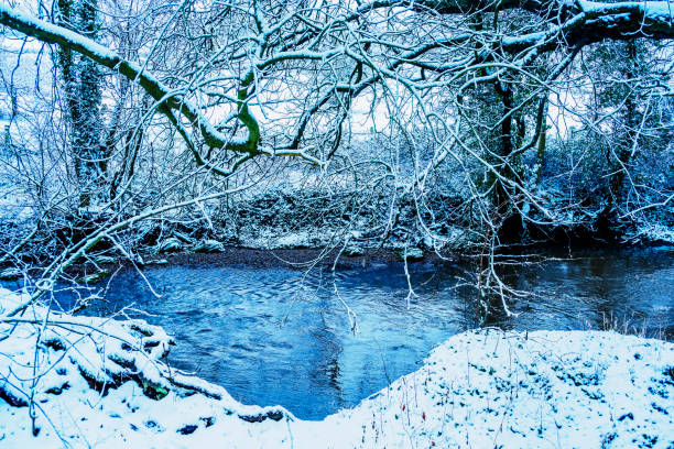Serene Winter Landscape: Mallard on Chilly Water with Snow-Covered Shoreline