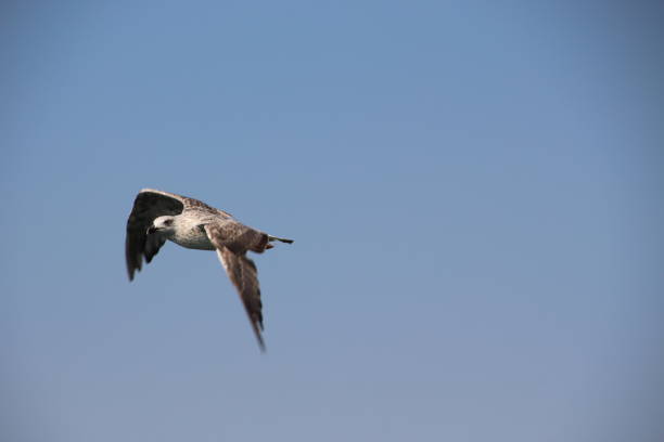 istock Seagull flying on the blue sky background 1299267927