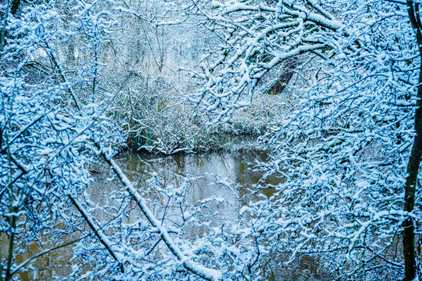 lake river branch tree forest light isolated green lush  winter snow cold frozen freezing