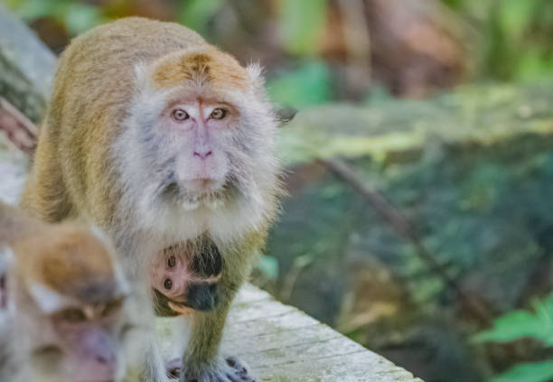 야생 돼지 꼬리 원숭이의 어머니와 어린 아기. - young animal orangutan mother ape 뉴스 사진 이미지
