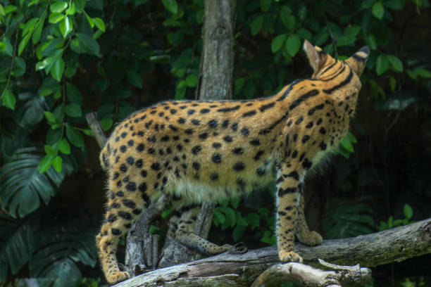istock Serval, also known as Tierboskat or Leptailurus serval 1299269216