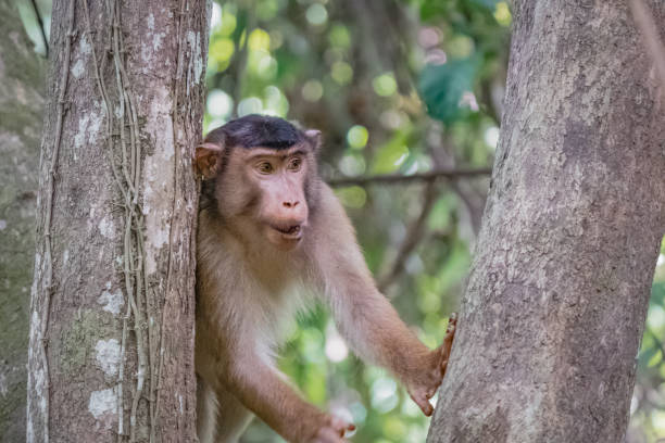 Monkey or Wild Southern pig-tailed macaque (Macaca nemestrina) (Selected focus of) Wild Southern pig-tailed macaque (Macaca nemestrina), also known as the Sundaland pigtail macaque and Sunda pig-tailed macaque. Big alpha male monkey. kinabatangan river stock pictures, royalty-free photos & images