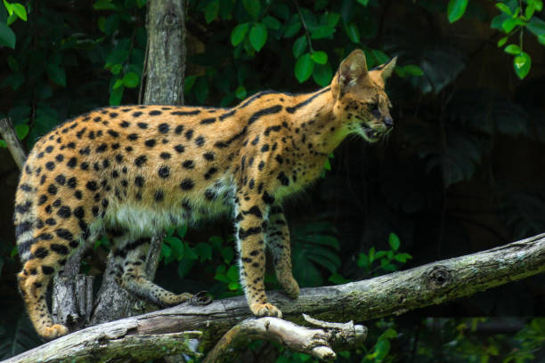 istock Serval, also known as Tierboskat or Leptailurus serval 1299269510