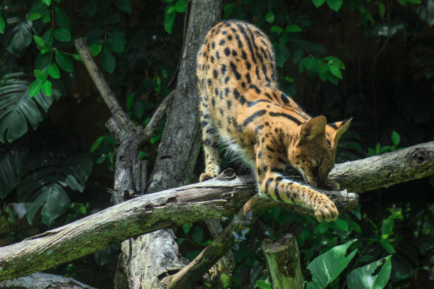 istock Serval, also known as Tierboskat or Leptailurus serval 1299269514