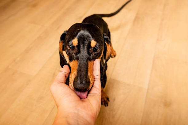 istock dog muzzle close up. dachshund puppy licks hand 1299269583