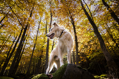 Portrait of Matthew on a sunny Autumn morning. Adoption dogs in animal protection.