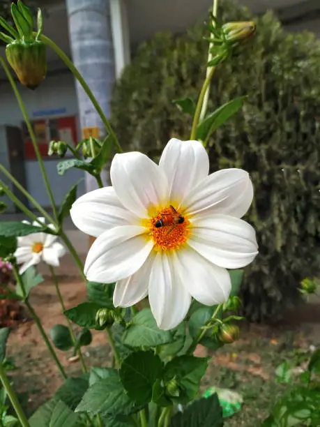 Photo of white flower