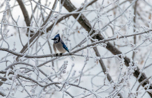 istock Blue Jay bird sitting on tree branch in winter 1299270415