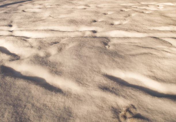 istock Snow in the early morning in the forest 1299271510