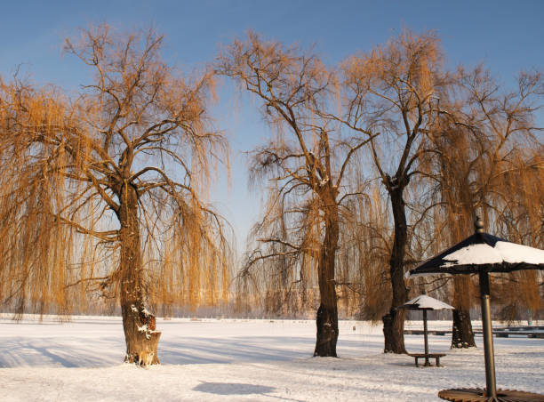 istock Winter background willow trees in a snowy park 1299271612