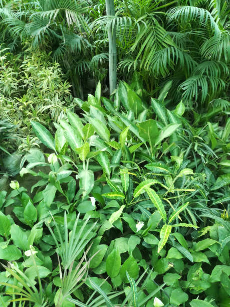 istock Full frame image tropical garden with tropical palm tree for sale at garden centre , palm growing outdoor in hot Indian climate, coconut palm trees, in small plastic pot, lush green exotic jungle foliage at Goa, India 1299272068