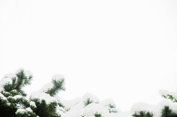 istock Frozen christmas tree brances covered with snow, winter composition, snow falling, frozen nature, winter time background with copy space 1299272811