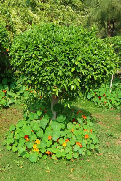 Stock photo showing a lawn planted with fig trees and orange flowering nasturtiums in a public park.