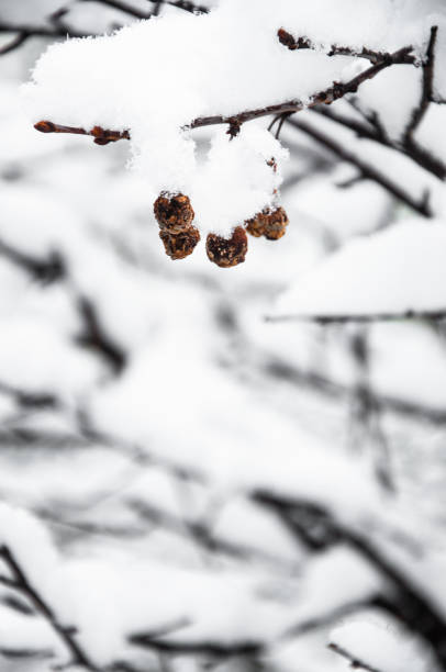 Frozen and dried cherry under the snow, winter composition, snow falling, frozen nature, winter time background with copy space.
