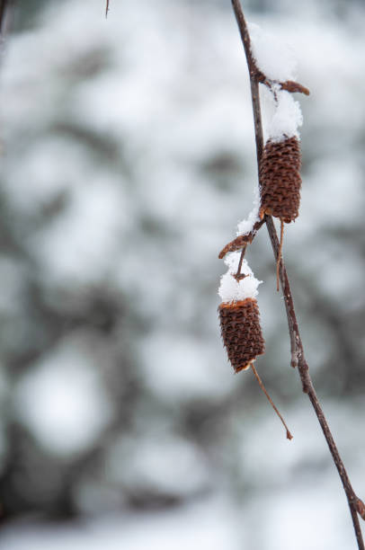 istock Birch tree covered with snow, vertical layout, winter composition, snow falling, frozen nature, winter time background with copy space 1299272894