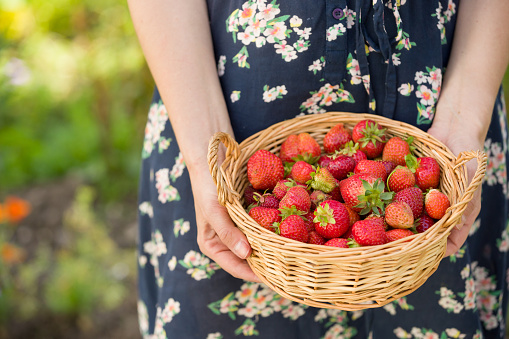 Closeup of woman's hands with small basket full of organic garden summer strawberry berries. Healthy lifestyle and healthy eating. Vegetarian snack. Fruit and berries.