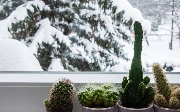 istock Cactus trees on house window with fir tree covered with snow in view, winter composition, snow falling, frozen nature, winter time background 1299273438