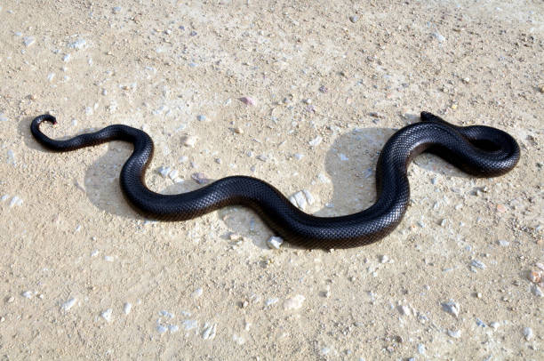 istock It looks dangerous, but the mole snake is rather harmless 1299275017