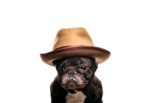 istock image of dog hat white background 1299275670