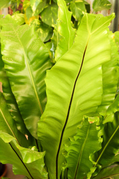 istock Asplenium Nidus plant in the garden under the sun 1299276002