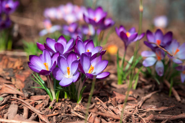 istock Close-up blooming purple crocus flowers on meadow under sun beams in spring time. Beautiful spring background. Selective focus 1299276458