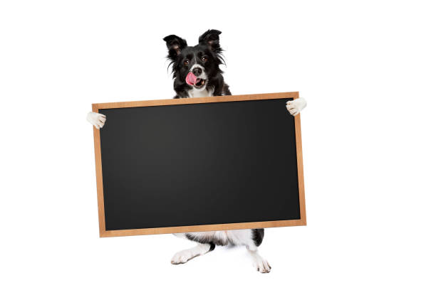 istock border collie dog holding a blank banner 1299276510