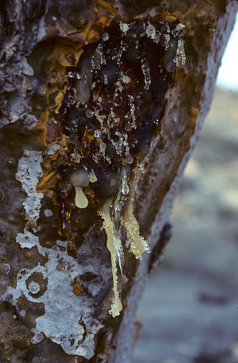 Frankincense tree Boswellia sacra in Oman