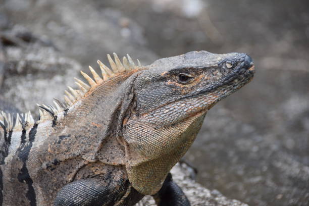 istock Costa Rican Wildlife: Black Iguana in Carara National Park 1299277776