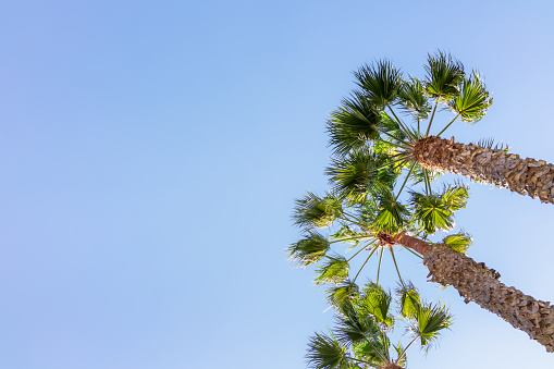 Looking up at tall palm trees in Los Angeles, against a clear blue sky.